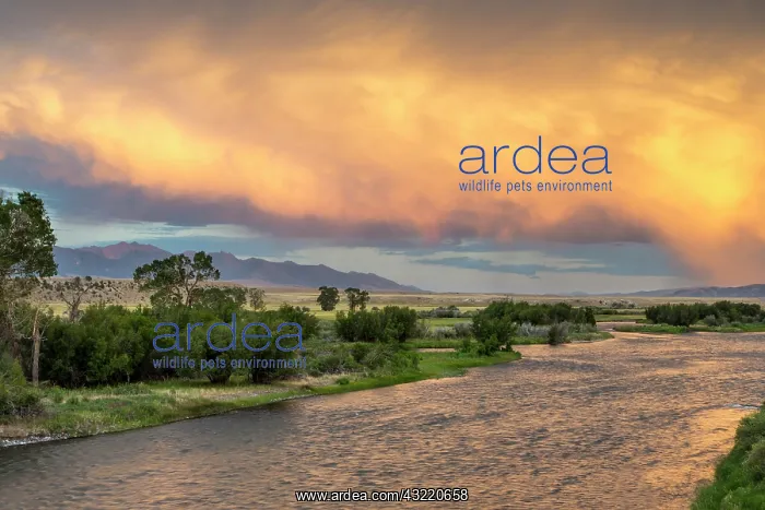 : Incredible stormy light on the Madison River : Incredible stormy light on the Madison River