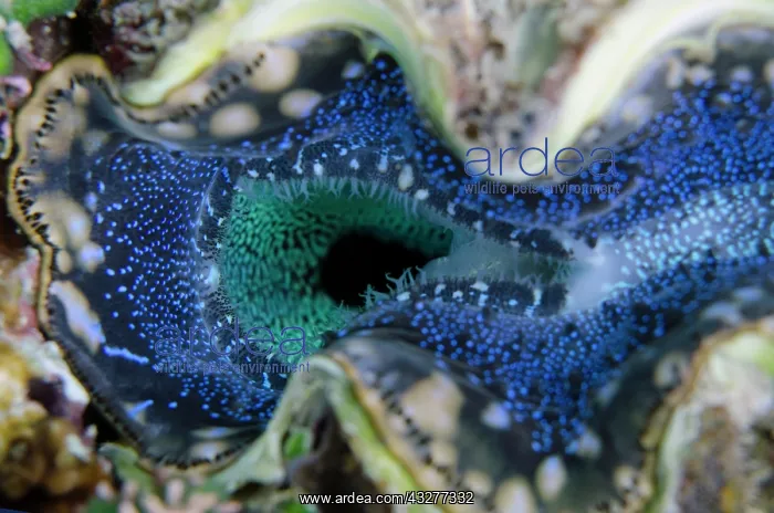: Incurrent siphon and mantle of Small Giant Clam - NusaBay Me : Incurrent siphon and mantle of Small Giant Clam - NusaBay Me