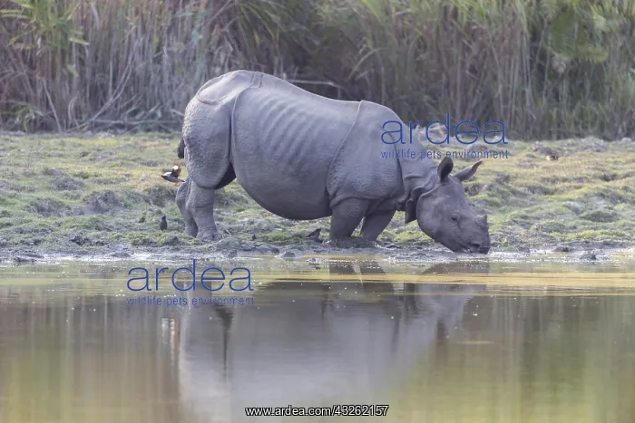 : Inde, Etat de l'Assam, Parc national de Kaziranga : Inde, Etat de l'Assam, Parc national de Kaziranga