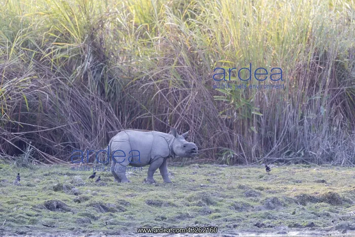: Inde, Etat de l'Assam, Parc national de Kaziranga : Inde, Etat de l'Assam, Parc national de Kaziranga