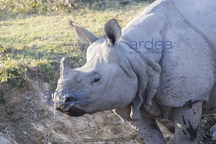 : Inde, Etat de l'Assam, Parc national de Kaziranga : Inde, Etat de l'Assam, Parc national de Kaziranga