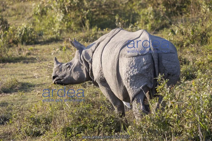 : Inde, Etat de l'Assam, Parc national de Kaziranga : Inde, Etat de l'Assam, Parc national de Kaziranga