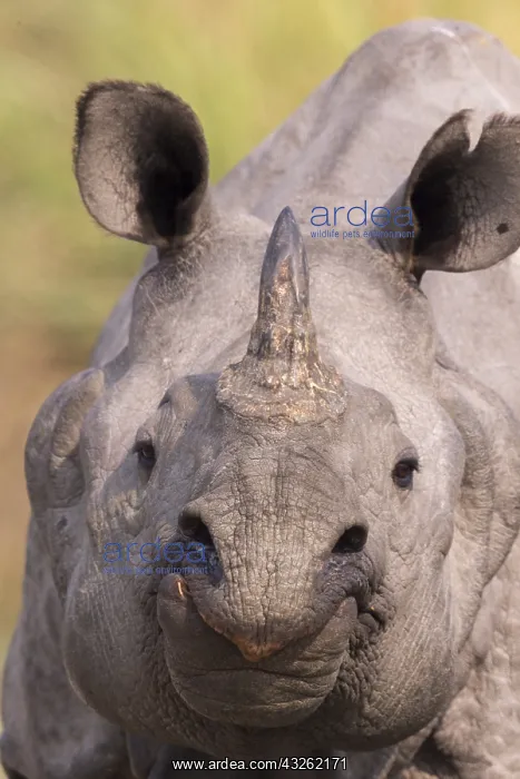 : Inde, Etat de l'Assam, Parc national de Kaziranga : Inde, Etat de l'Assam, Parc national de Kaziranga