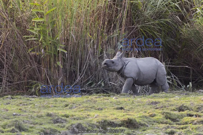  : Inde, Etat de l'Assam, Parc national de Kaziranga