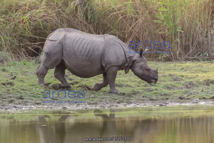 : Inde, Etat de l'Assam, Parc national de Kaziranga : Inde, Etat de l'Assam, Parc national de Kaziranga