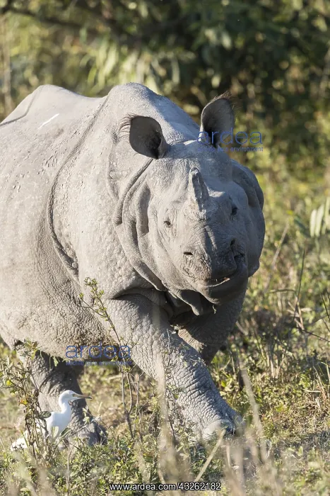: Inde, Etat de l'Assam, Parc national de Kaziranga : Inde, Etat de l'Assam, Parc national de Kaziranga