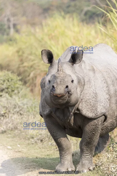 : Inde, Etat de l'Assam, Parc national de Kaziranga : Inde, Etat de l'Assam, Parc national de Kaziranga