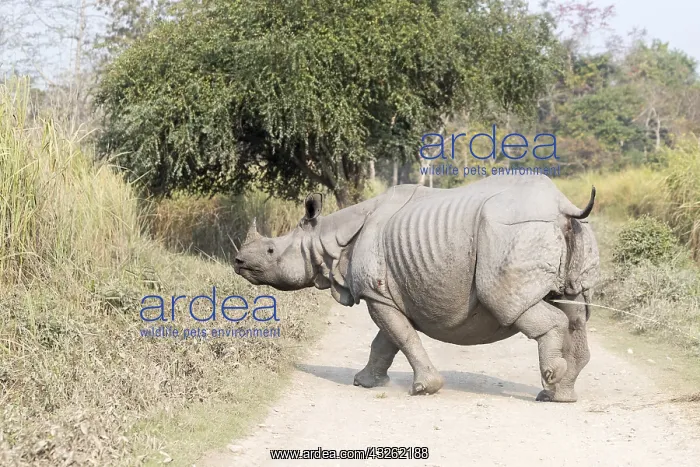 : Inde, Etat de l'Assam, Parc national de Kaziranga : Inde, Etat de l'Assam, Parc national de Kaziranga