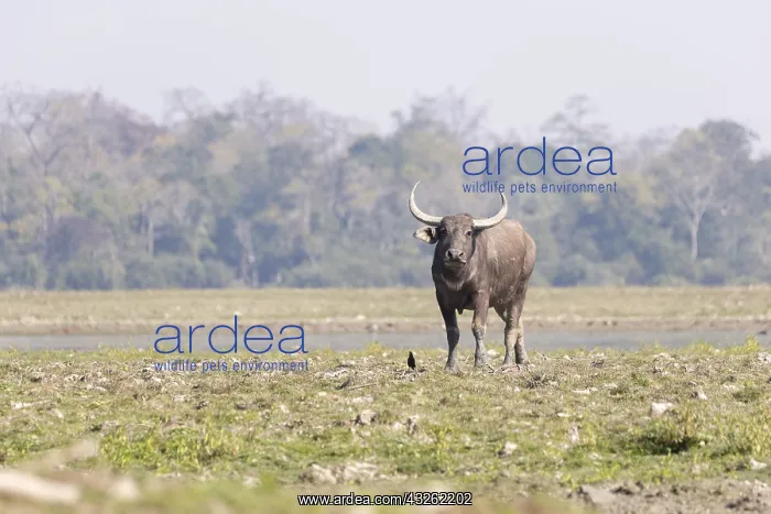  : Inde, Etat de l'Assam, Parc national de Kaziranga