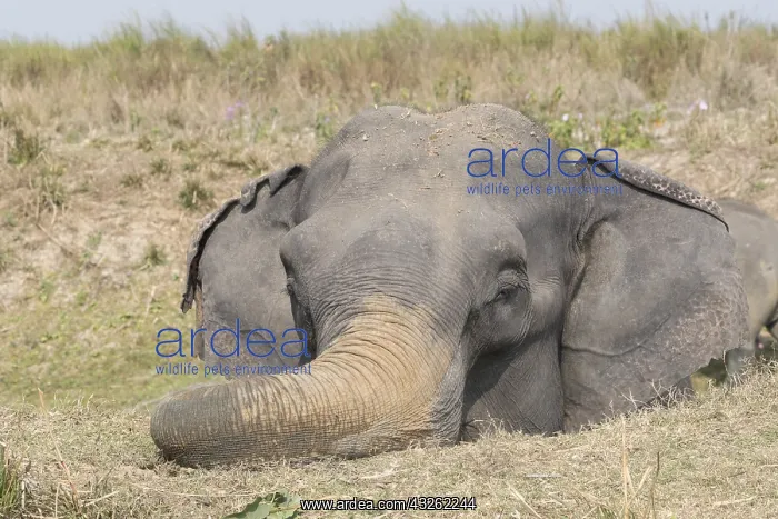 : Inde, Etat de l'Assam, Parc national de Kaziranga : Inde, Etat de l'Assam, Parc national de Kaziranga