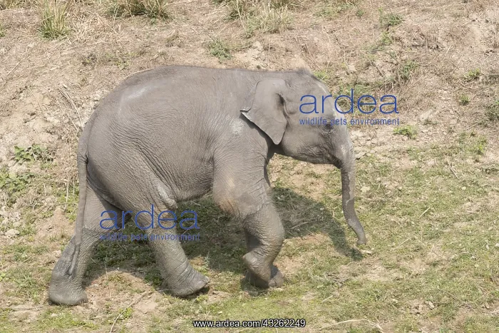 : Inde, Etat de l'Assam, Parc national de Kaziranga : Inde, Etat de l'Assam, Parc national de Kaziranga