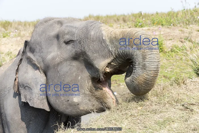 : Inde, Etat de l'Assam, Parc national de Kaziranga : Inde, Etat de l'Assam, Parc national de Kaziranga