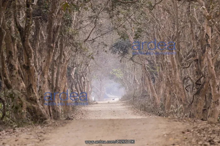 : Inde, de l'Assam, Parc national de Kaziranga : Inde, de l'Assam, Parc national de Kaziranga