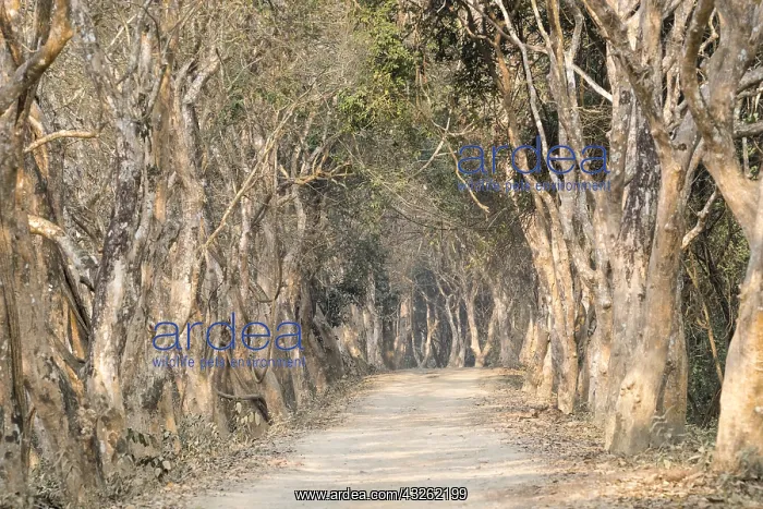 : Inde, de l'Assam, Parc national de Kaziranga : Inde, de l'Assam, Parc national de Kaziranga