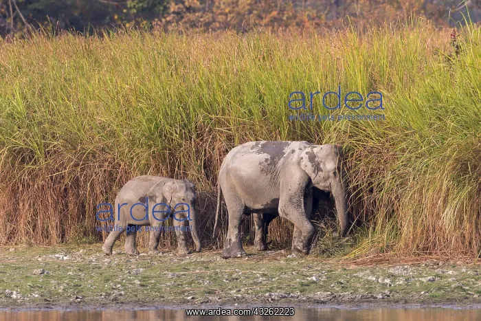 : Inde, de l'Assam, Parc national de Kaziranga : Inde, de l'Assam, Parc national de Kaziranga