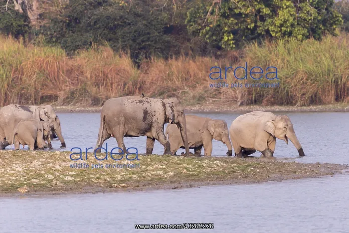 : Inde, de l'Assam, Parc national de Kaziranga : Inde, de l'Assam, Parc national de Kaziranga