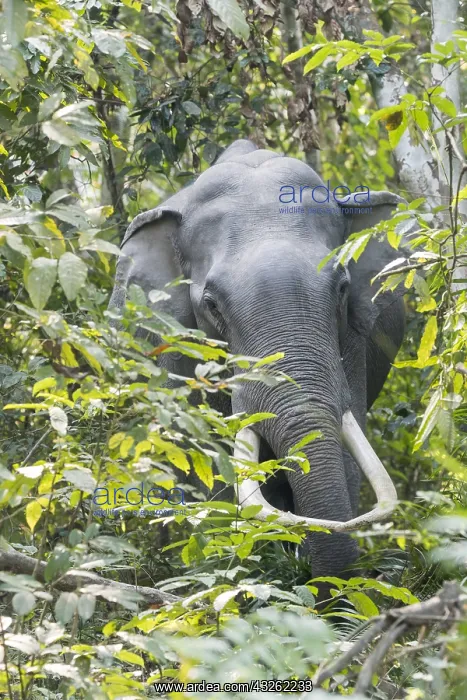 : Inde, de l'Assam, Parc national de Kaziranga : Inde, de l'Assam, Parc national de Kaziranga