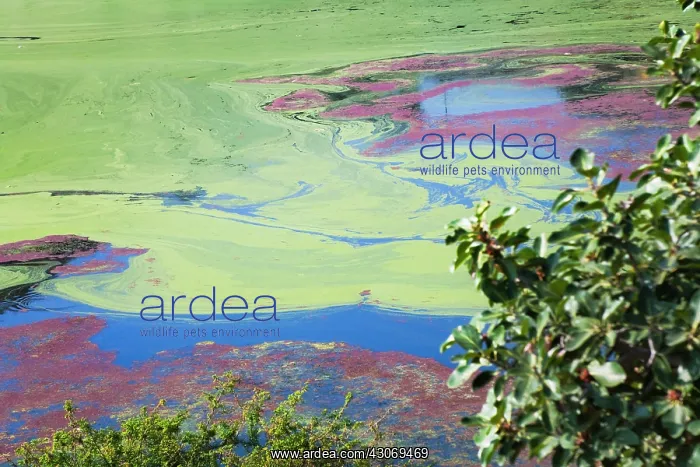 : Indhar Lake covered by algae, Udaipur, Rajasthan : Indhar Lake covered by algae, Udaipur, Rajasthan
