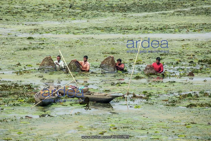 : India, Assam, Guwabati district, Deepor Beel Wildlife : India, Assam, Guwabati district, Deepor Beel Wildlife