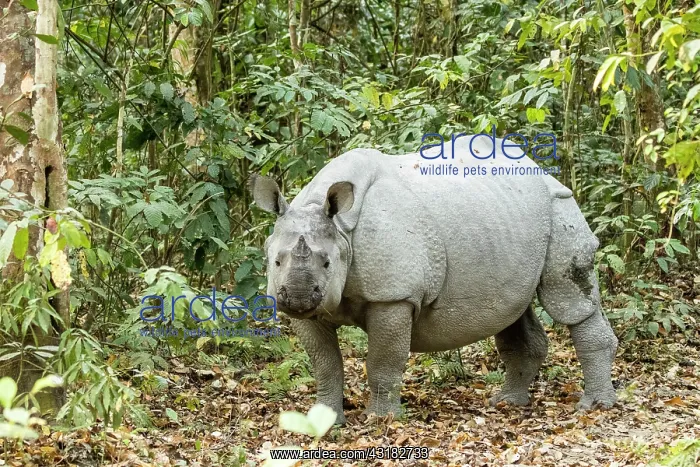 : India, Assam, Kaziranga national park, Unesco World : India, Assam, Kaziranga national park, Unesco World