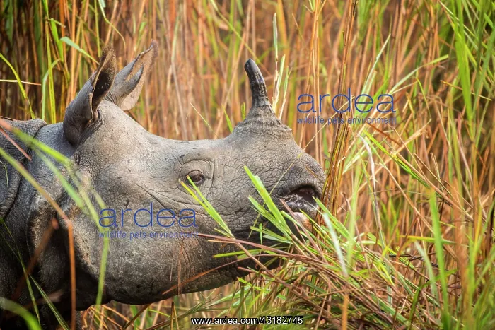: India, Assam, Kaziranga national park, Unesco World : India, Assam, Kaziranga national park, Unesco World