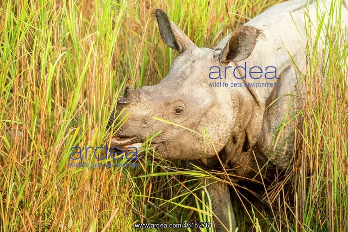 : India, Assam, Kaziranga national park, Unesco World : India, Assam, Kaziranga national park, Unesco World