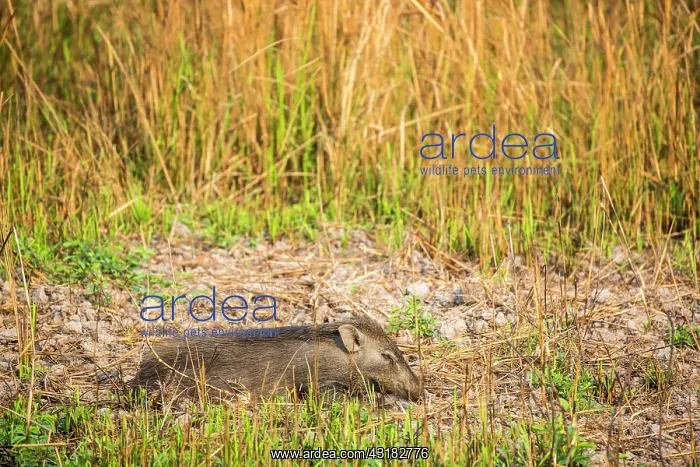 : India, Assam, Kaziranga national park, Unesco World : India, Assam, Kaziranga national park, Unesco World