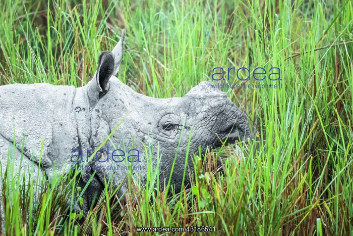 : India, Assam, Kaziranga national park, Unesco World : India, Assam, Kaziranga national park, Unesco World