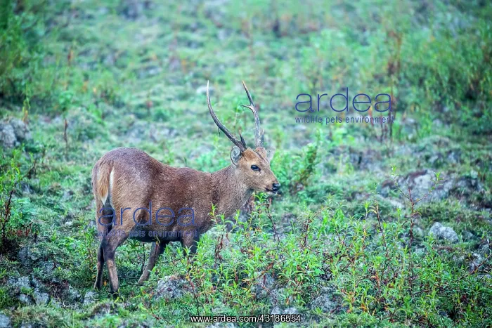 : India, Assam, Kaziranga national park, Unesco World : India, Assam, Kaziranga national park, Unesco World