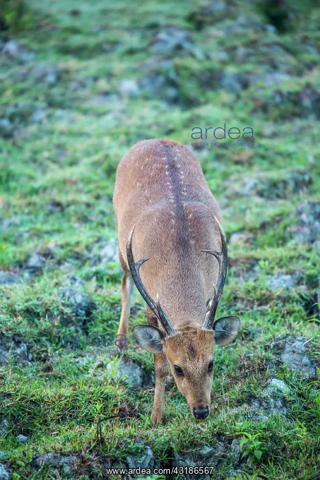 : India, Assam, Kaziranga national park, Unesco World : India, Assam, Kaziranga national park, Unesco World