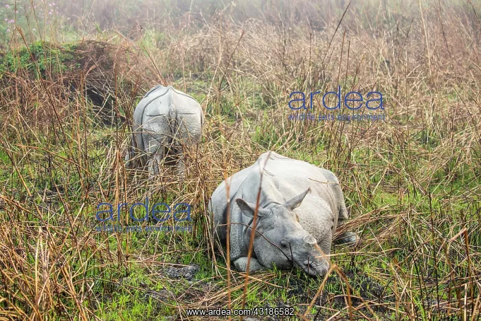 : India, Assam, Kaziranga national park, Unesco World : India, Assam, Kaziranga national park, Unesco World