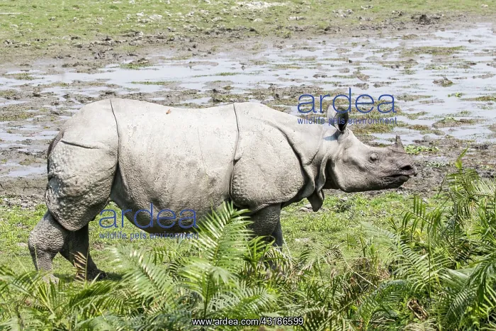 : India, Assam, Kaziranga national park, Unesco World : India, Assam, Kaziranga national park, Unesco World