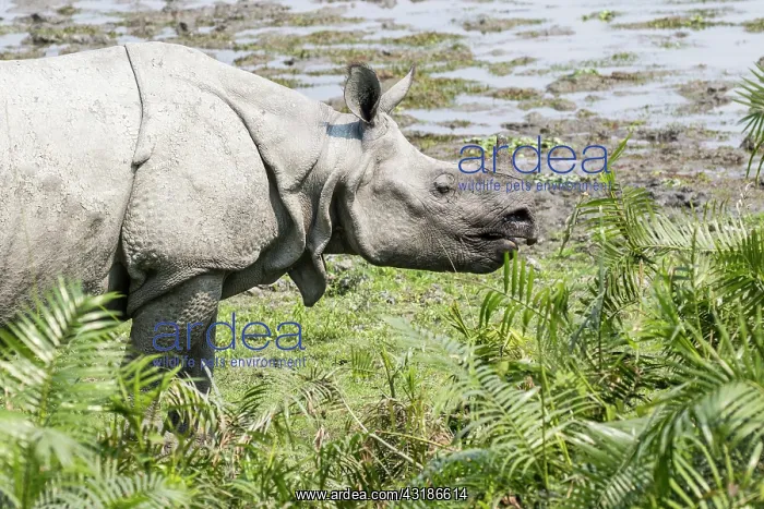 : India, Assam, Kaziranga national park, Unesco World : India, Assam, Kaziranga national park, Unesco World