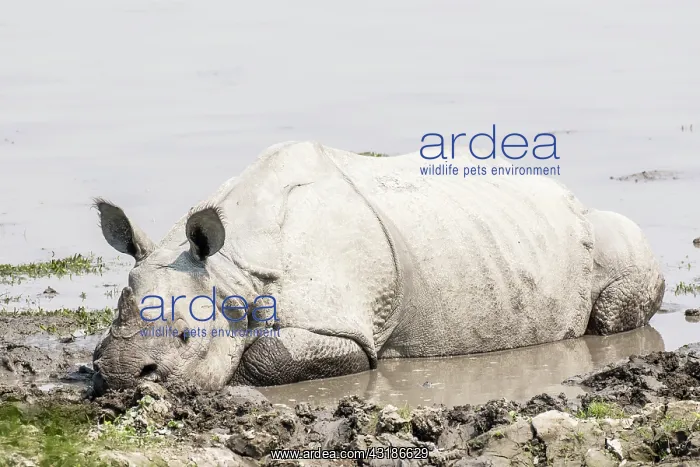 : India, Assam, Kaziranga national park, Unesco World : India, Assam, Kaziranga national park, Unesco World