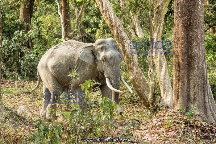 : India, Assam, Kaziranga national park, Unesco World : India, Assam, Kaziranga national park, Unesco World