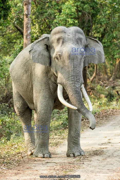 : India, Assam, Kaziranga national park, Unesco World : India, Assam, Kaziranga national park, Unesco World