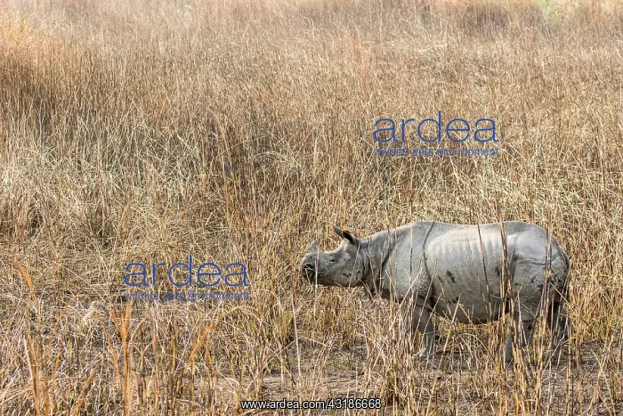 : India, Assam, Kaziranga national park, Unesco World : India, Assam, Kaziranga national park, Unesco World