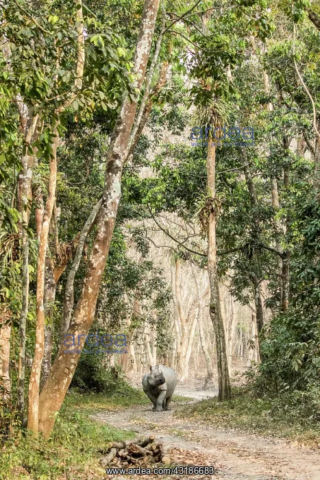 : India, Assam, Kaziranga national park, Unesco World : India, Assam, Kaziranga national park, Unesco World