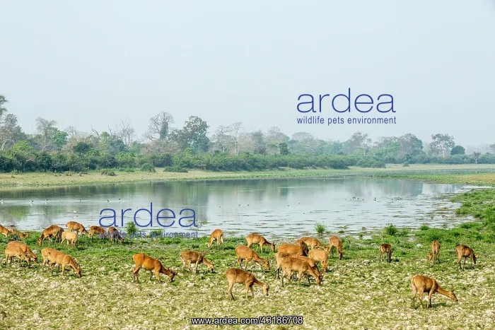 : India, Assam, Kaziranga national park, Unesco World : India, Assam, Kaziranga national park, Unesco World