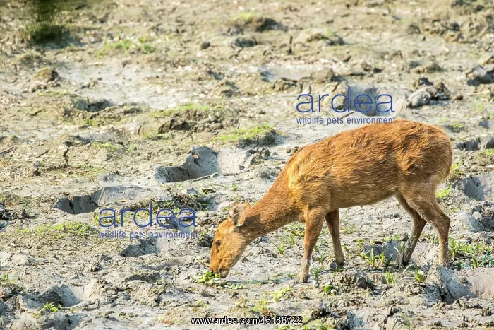: India, Assam, Kaziranga national park, Unesco World : India, Assam, Kaziranga national park, Unesco World