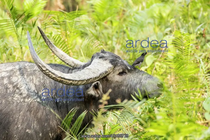 : India, Assam, Kaziranga national park, Unesco World : India, Assam, Kaziranga national park, Unesco World
