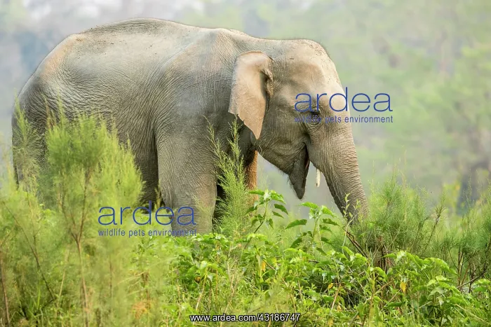 : India, Assam, Kaziranga national park, Unesco World : India, Assam, Kaziranga national park, Unesco World