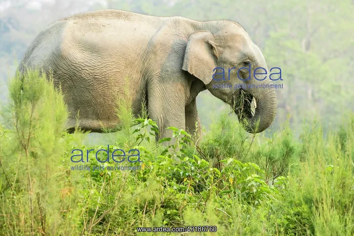 : India, Assam, Kaziranga national park, Unesco World : India, Assam, Kaziranga national park, Unesco World