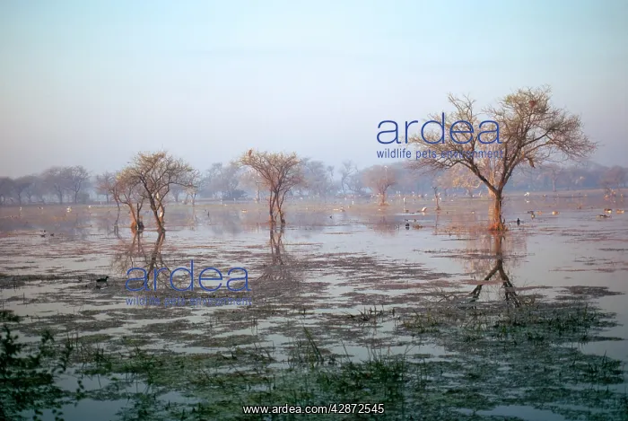 : India - Bharatpur Marsh : India - Bharatpur Marsh