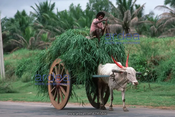 : India - Bullock cart loaded with grass : India - Bullock cart loaded with grass