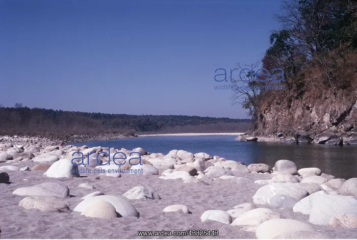 : India - Corbett National Park, River Ramganga : India - Corbett National Park, River Ramganga