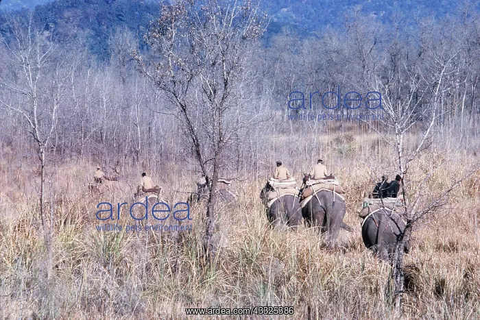 : INDIA - Corbett National Park, tourists on Indian : INDIA - Corbett National Park, tourists on Indian