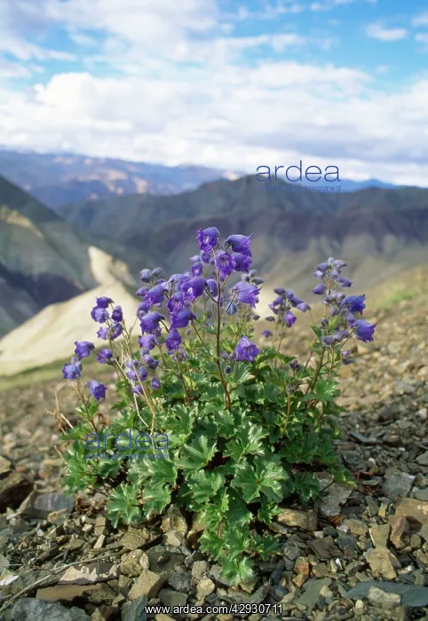  : India - Delphinium Flowers - view across Ludus