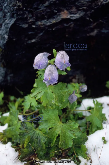 : India - Delphinium Species - 13, 600ft : India - Delphinium Species - 13, 600ft