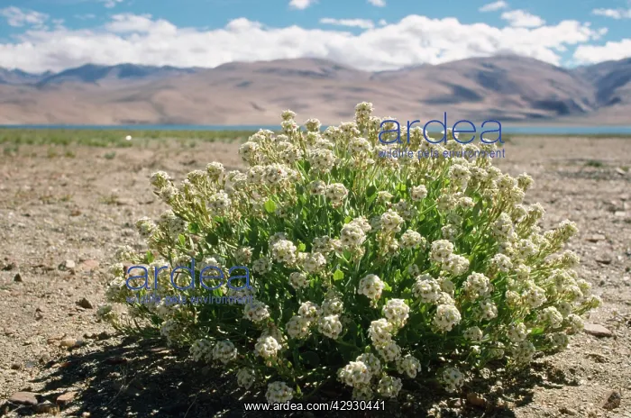: India - Ladakh : India - Ladakh